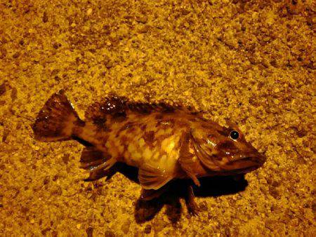 やっぱり相性悪い。。。