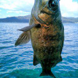 デイメバリング初～！