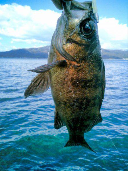 デイメバリング初～！