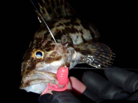 ロックロックこんばんわ。2