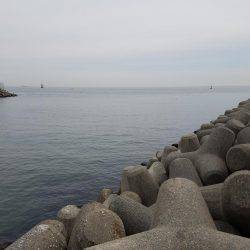 転居後初のクロダイ