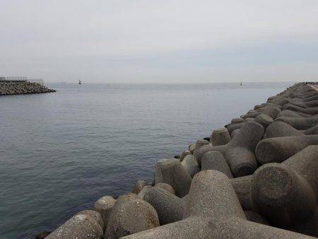 転居後初のクロダイ