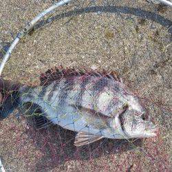 のっこみチヌ釣れました！