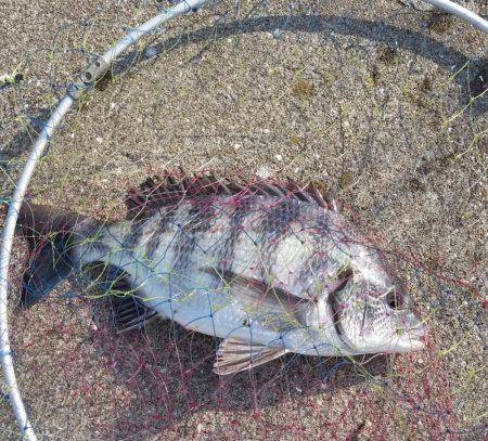 のっこみチヌ釣れました！