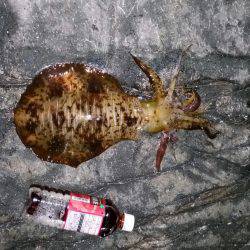 今年初エギング