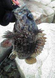 穴釣りのちメバリング