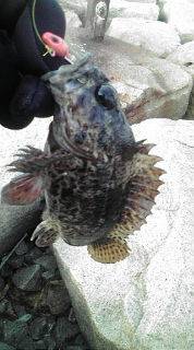 穴釣りのちメバリング