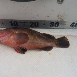 メバルが釣れないのでカサゴ釣り