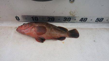 メバルが釣れないのでカサゴ釣り