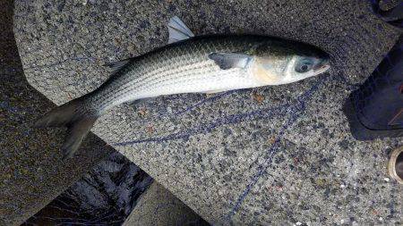 クロダイ時期早々