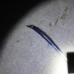 焼津　石津浜、ふぃっしゅーなで太刀魚