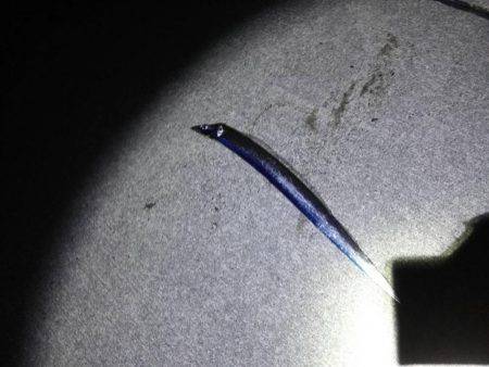 焼津　石津浜、ふぃっしゅーなで太刀魚