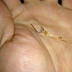 シロウオをエサにウキ釣りで。