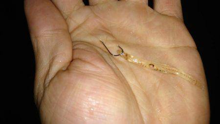 シロウオをエサにウキ釣りで。