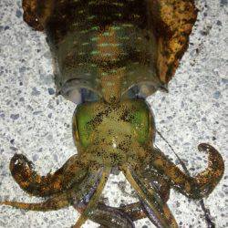 焼津　石津浜太刀魚ジギング＆ふぃっしゅーな釣果