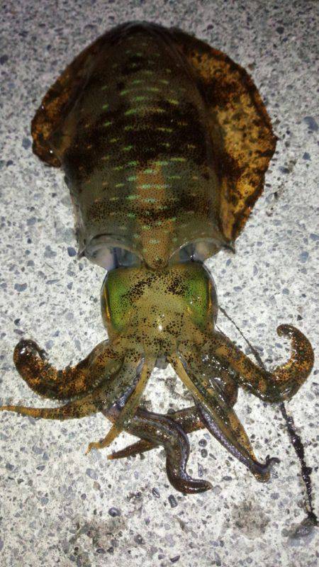 焼津　石津浜太刀魚ジギング＆ふぃっしゅーな釣果