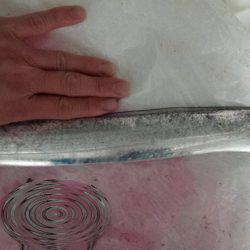 焼津ふぃっしゅーなにて、アオリイカ、太刀魚、タコなど