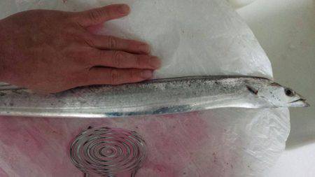 焼津ふぃっしゅーなにて、アオリイカ、太刀魚、タコなど