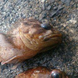 カサゴだけ・・・