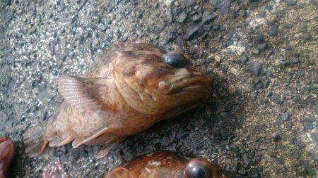 カサゴだけ・・・