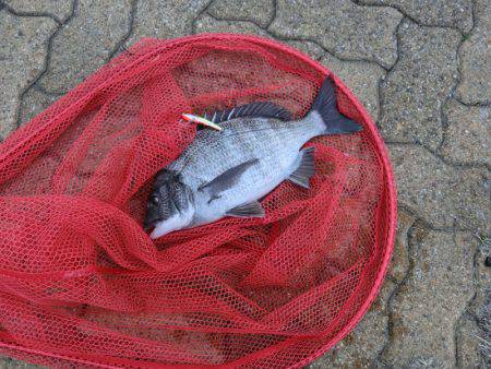 釣れれば、いいじゃん！