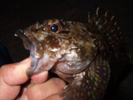 ガッシーの良型が釣れました。