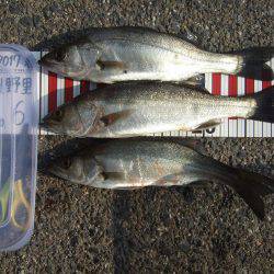 鳥取遠征。1日目