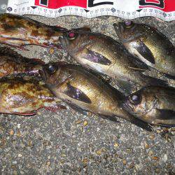 夕方～エビ撒き釣りでメバル調査