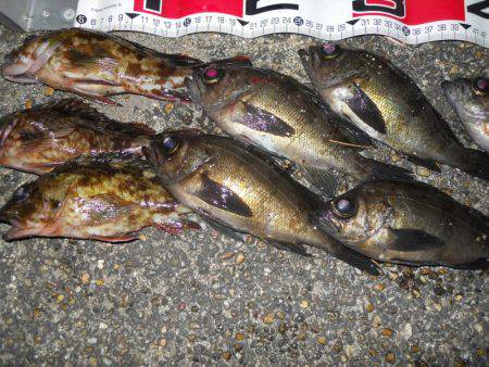 夕方～エビ撒き釣りでメバル調査