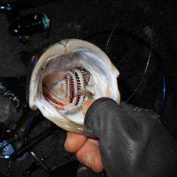 完全にマイクロベイトパターン