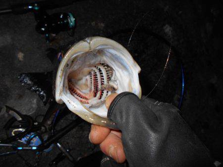 完全にマイクロベイトパターン