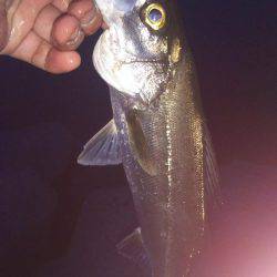 シーバスの活性が高い