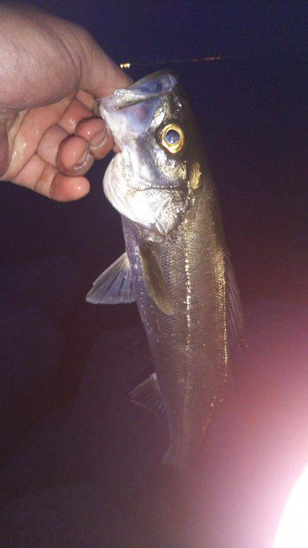 シーバスの活性が高い