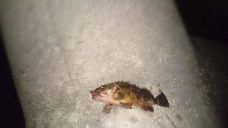 メバリングのつもり