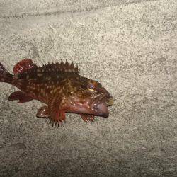 ガシラonガシラ