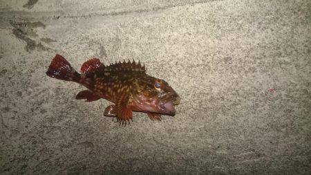 ガシラonガシラ