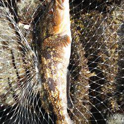 ５種目達成！も、チヌ狙いが…。アジ狙いが…。