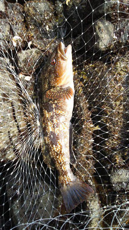 ５種目達成！も、チヌ狙いが…。アジ狙いが…。