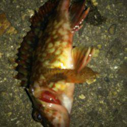 大物はいつ来るかわからない。