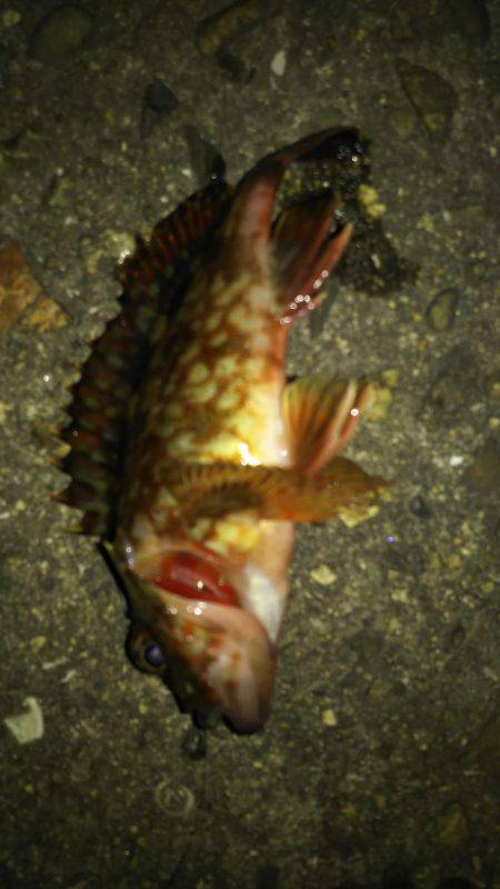 大物はいつ来るかわからない。