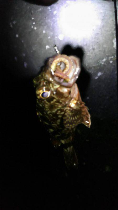 昨日と同じなのに