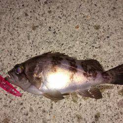 メバルプラッキング