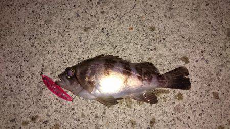 メバルプラッキング