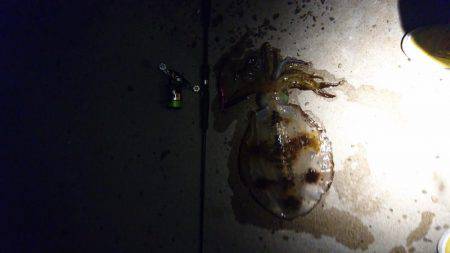 ちょっとびっくり‼