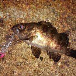 メバルプラッキング