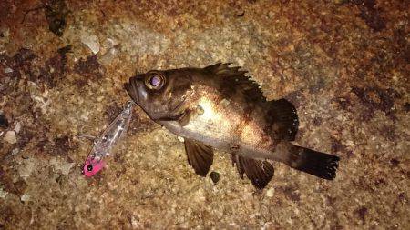 メバルプラッキング