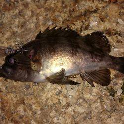 ご近所メバリング