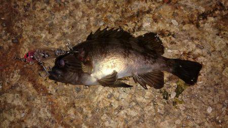 ご近所メバリング