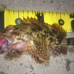 ロックフィッシング