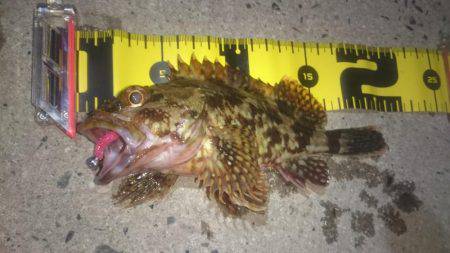 ロックフィッシング